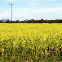 Buy canvas prints of The bright yellow Rapeseed vista by Frank Irwin