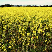 Buy canvas prints of Bright yellow Rapeseed vista by Frank Irwin