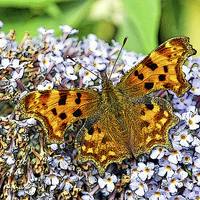 Buy canvas prints of The Comma butterfly, artistically done by Frank Irwin