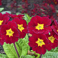 Buy canvas prints of Primroses artistically portrayed by Frank Irwin