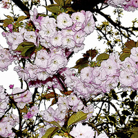 Buy canvas prints of Cherry Blossom in Spring artistically portrayed, by Frank Irwin