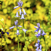 Buy canvas prints of Bluebells in the garden by Frank Irwin