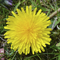 Buy canvas prints of A fully grown Dandelion weed. by Frank Irwin