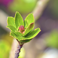 Buy canvas prints of A new bud on a Weigela plant. by Frank Irwin
