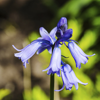 Buy canvas prints of Bluebells in the garden by Frank Irwin