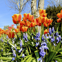 Buy canvas prints of Tulips and Bluebells in Spring by Frank Irwin
