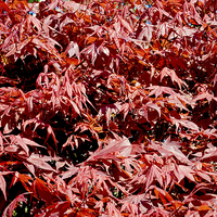 Buy canvas prints of Beautitul Acer foliage by Frank Irwin