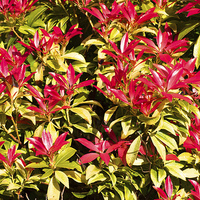 Buy canvas prints of Beautiful colourful Pieris, by Frank Irwin