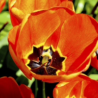 Buy canvas prints of A Colourful Tulip head, close up by Frank Irwin