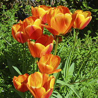 Buy canvas prints of A number of colourful Spring Tulips. by Frank Irwin