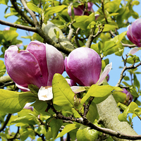 Buy canvas prints of A branch of a large Magnolia Tree. by Frank Irwin