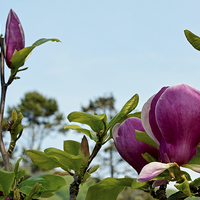 Buy canvas prints of A branch of a large Magnolia Tree. by Frank Irwin