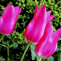 Buy canvas prints of Colourful Tulips, showing the arrival of Spring by Frank Irwin