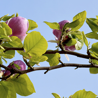 Buy canvas prints of A branch of a large Magnolia Tree. by Frank Irwin