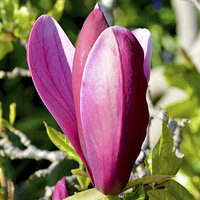 Buy canvas prints of Magnolia flower head almost fully open. by Frank Irwin