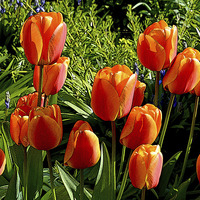 Buy canvas prints of Artistic tulips in Spring by Frank Irwin