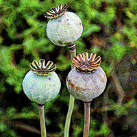 Buy canvas prints of Artistic poppy seed pods by Frank Irwin