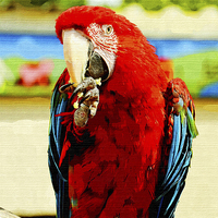 Buy canvas prints of Beautifuly coloured Blue & Red Macaw by Frank Irwin