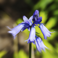 Buy canvas prints of A  Bluebell flower head close up by Frank Irwin