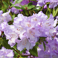 Buy canvas prints of Rhododendron in full bloom by Frank Irwin