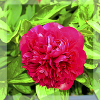 Buy canvas prints of A beautiful Peony head in full bloom. by Frank Irwin