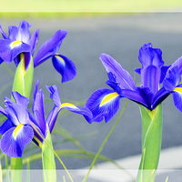 Buy canvas prints of Blue Irises, in full bloom by Frank Irwin