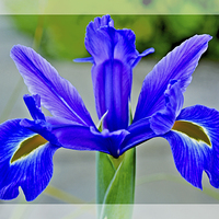 Buy canvas prints of A single Blue Flower head, of the Iris family by Frank Irwin
