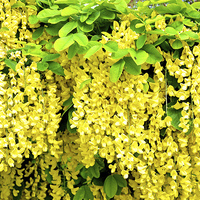 Buy canvas prints of Laburnum, commonly called golden chain by Frank Irwin