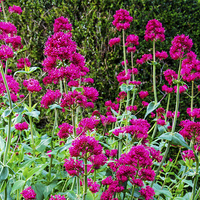 Buy canvas prints of Red Valerian in all its glory by Frank Irwin