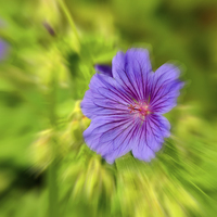 Buy canvas prints of Artistic form of Johnson’s Blue Geranium by Frank Irwin