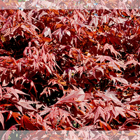 Buy canvas prints of A pleasing mass of maple leaves. by Frank Irwin