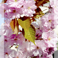 Buy canvas prints of Beautiful Spring Blossom by Frank Irwin