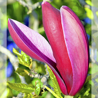 Buy canvas prints of Colourful Spring Magnolia by Frank Irwin