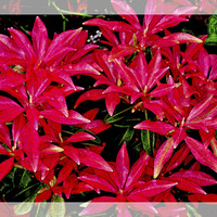 Buy canvas prints of Beautiful colourful artistic Pieris, by Frank Irwin
