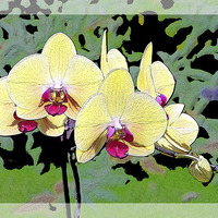 Buy canvas prints of Yellow Orchid shown artistically by Frank Irwin