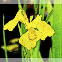 Buy canvas prints of Artistic approach to a Yellow Iris by Frank Irwin