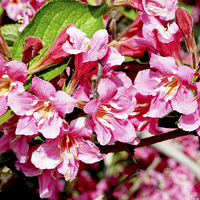 Buy canvas prints of A sprig of newly blossomed Weigela by Frank Irwin