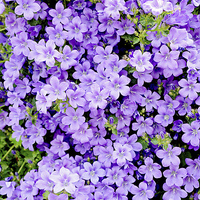 Buy canvas prints of A beautiful spread of colourful ‘Trailing Lobelia’ by Frank Irwin