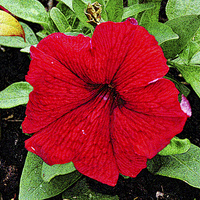 Buy canvas prints of Beautiful Red Petunia shown artistically by Frank Irwin