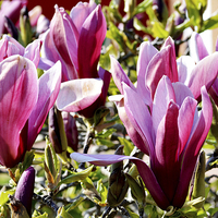 Buy canvas prints of Colourful Spring Magnolia by Frank Irwin