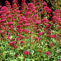 Buy canvas prints of Red Valerian in all its glory by Frank Irwin