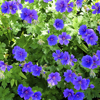 Buy canvas prints of Johnson’s Blue Geranium in full bloom by Frank Irwin