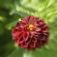 Buy canvas prints of A Dahlia head ‘Artistically’ in full bloom by Frank Irwin