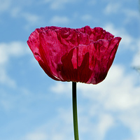 Buy canvas prints of Spring Poppy in full bloom by Frank Irwin