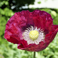 Buy canvas prints of Spring Poppy in full bloom and in close up by Frank Irwin