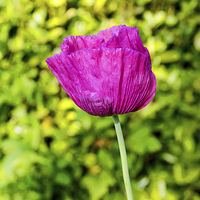 Buy canvas prints of Unusual Spring Poppy in full bloom by Frank Irwin