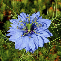 Buy canvas prints of Nigella damascene also known as “Love in a mist”. by Frank Irwin