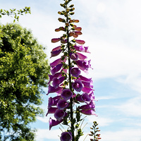 Buy canvas prints of The common ‘foxglove’. by Frank Irwin