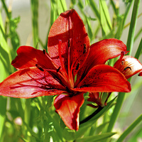 Buy canvas prints of Eye catching red Lilly by Frank Irwin