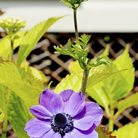 Buy canvas prints of Pretty anemone growing in a container (pot). by Frank Irwin